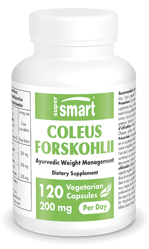 Coleus Forskohlii suplemento alimentar ayurvédico, contribui para a gestão do peso
