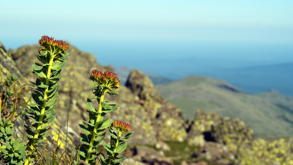 Rhodiola