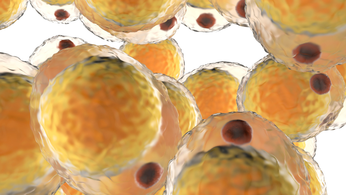 Células adiposas (adipócitos) vistas ao microscópio