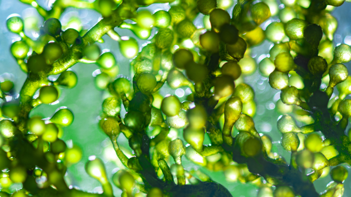 Aerocisti di un'alga verde