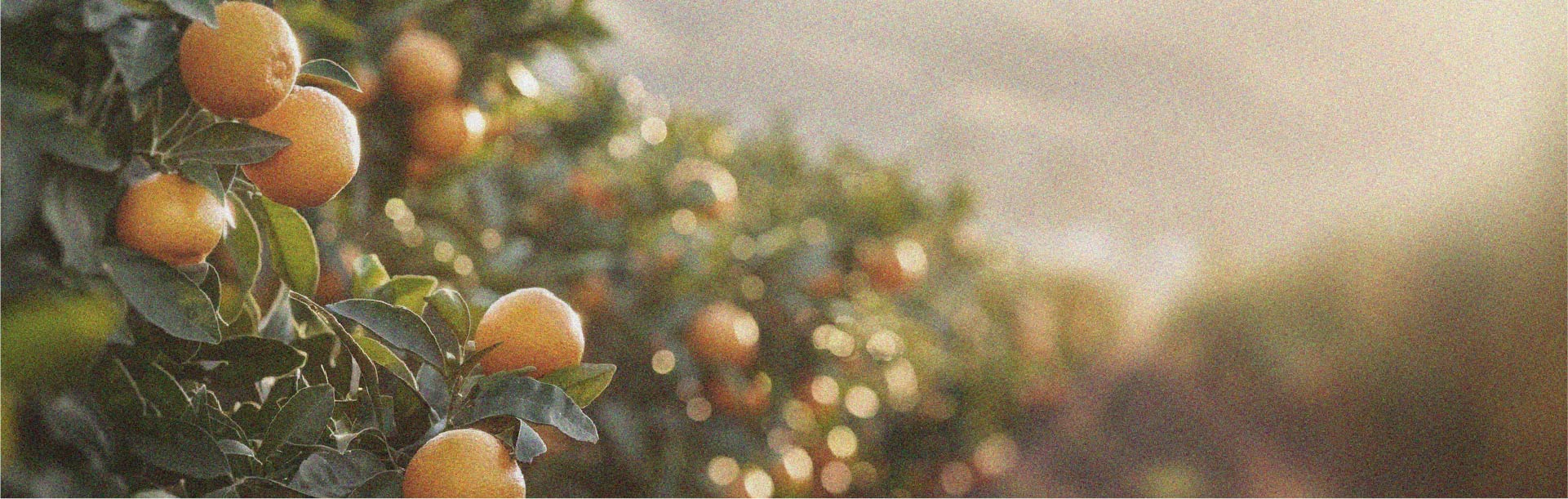 Als Frucht liefert die Orange Vitamine und sorgt für ein Sättigungsgefühl