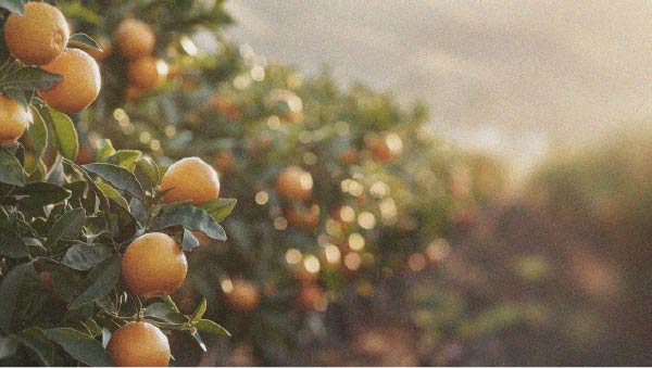Als Frucht liefert die Orange Vitamine und sorgt für ein Sättigungsgefühl