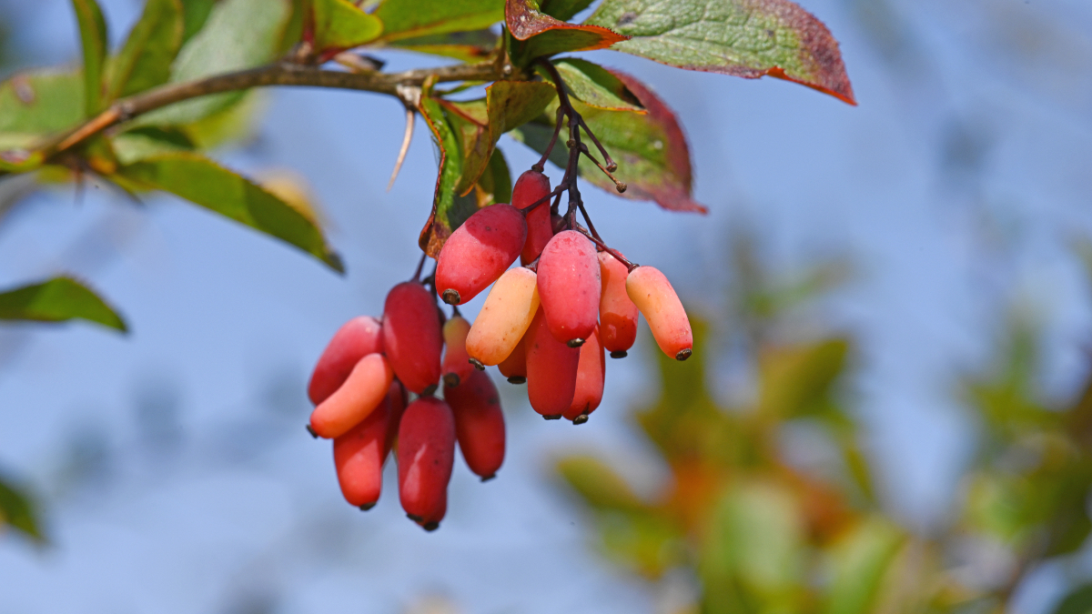 Berberis vulgaris o agracejo rico en berberina