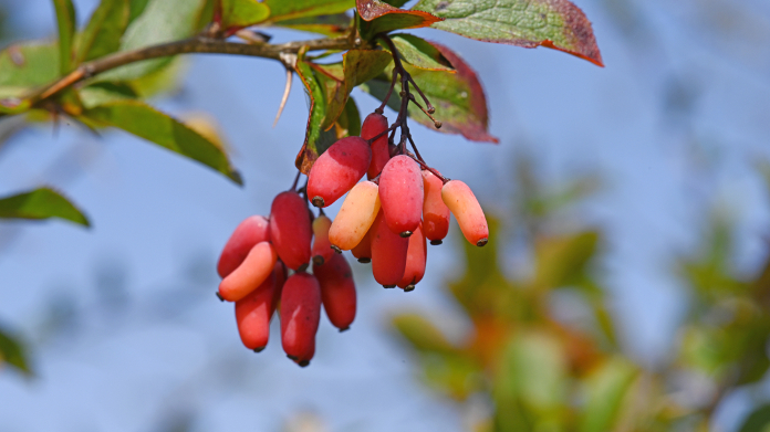 Berberis vulgaris ou espinheiro-vinhedo rica em berberina