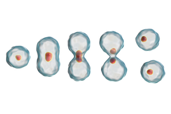 The process of dividing a cancer cell