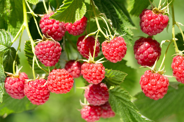 Wild raspberry bush with raspberries