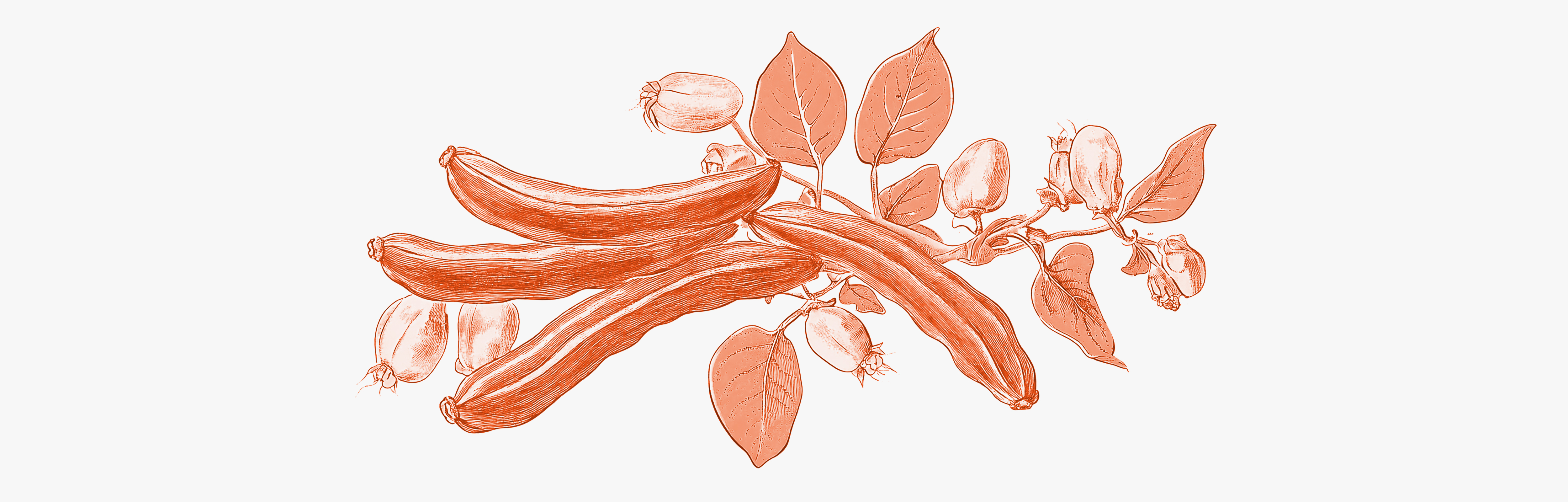 De voordelen van johannesbrood