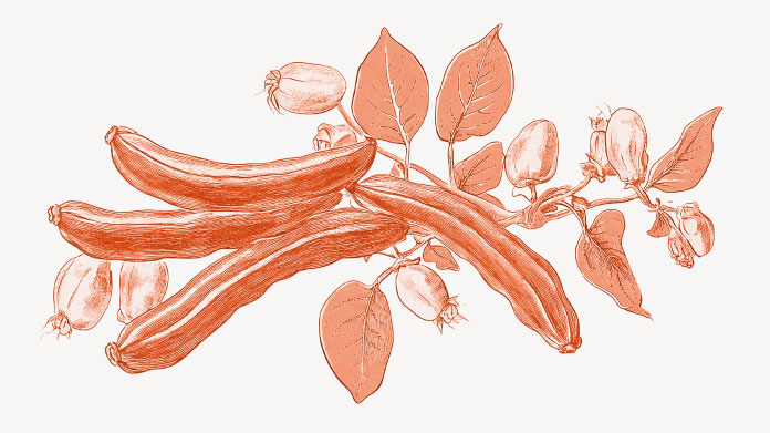 Los beneficios de la algarroba