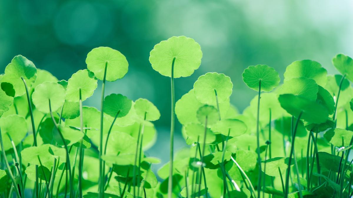 A planta Centella asiatica, hydrocotyle ou Gotu kola