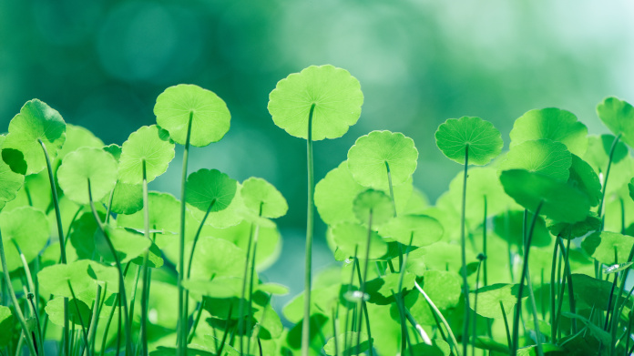 A planta Centella asiatica, hydrocotyle ou Gotu kola