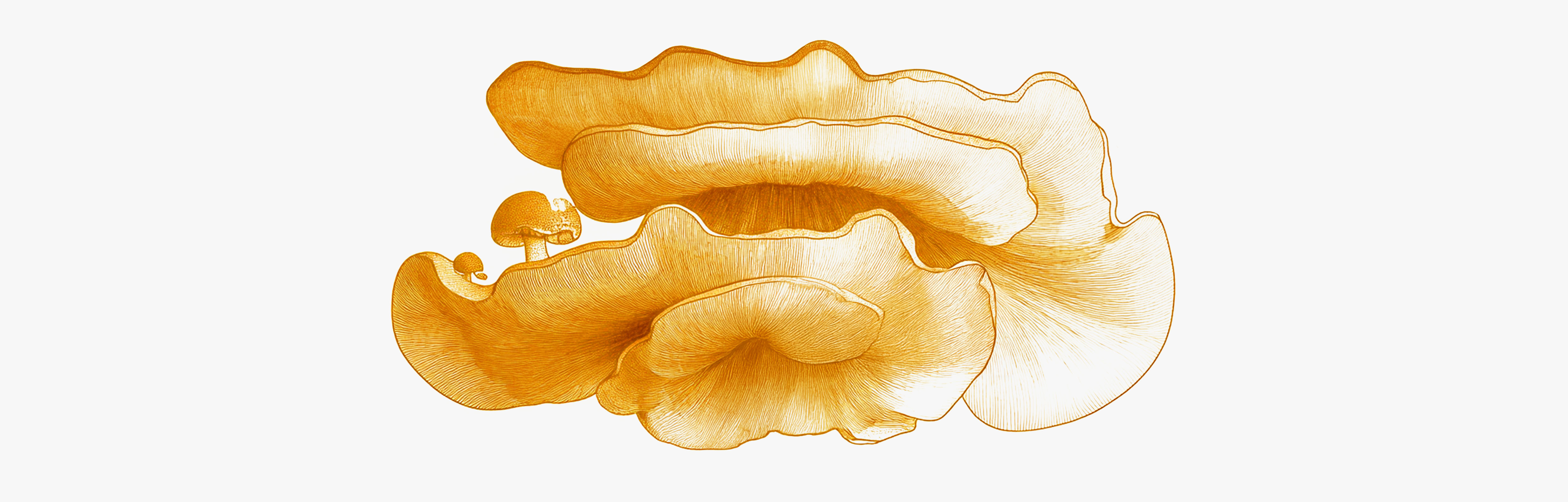 Antrodia mushroom for the liver