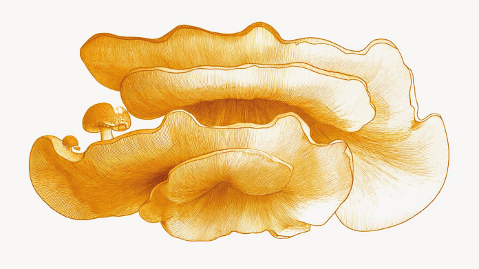 Antrodia mushroom for the liver