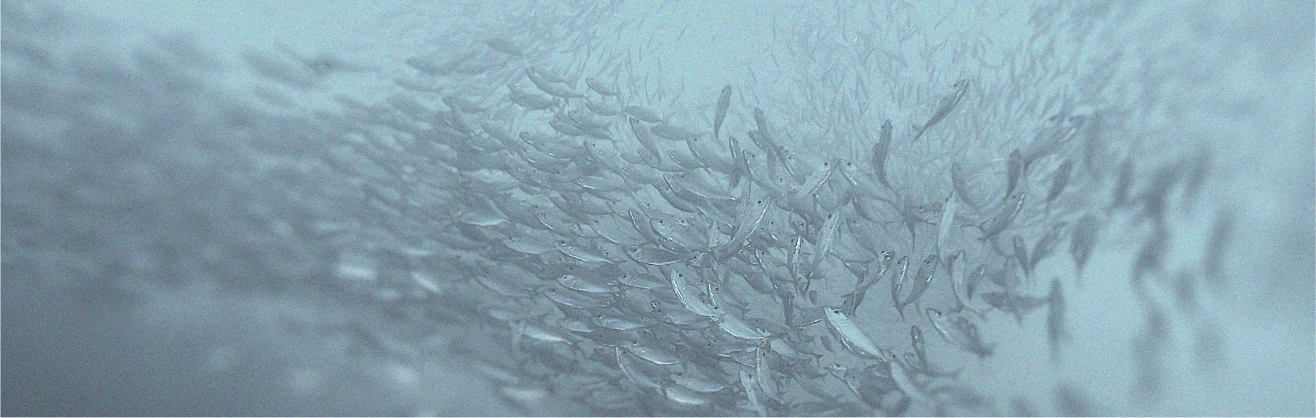 Ontdek alle manieren waarop collageen gunstig is voor het lichaam