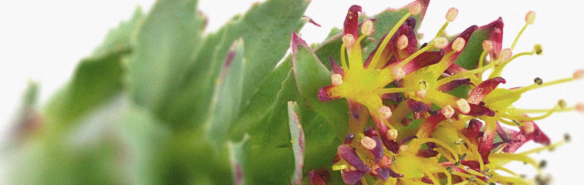 Tips om het cortisolgehalte op natuurlijke wijze te verlagen