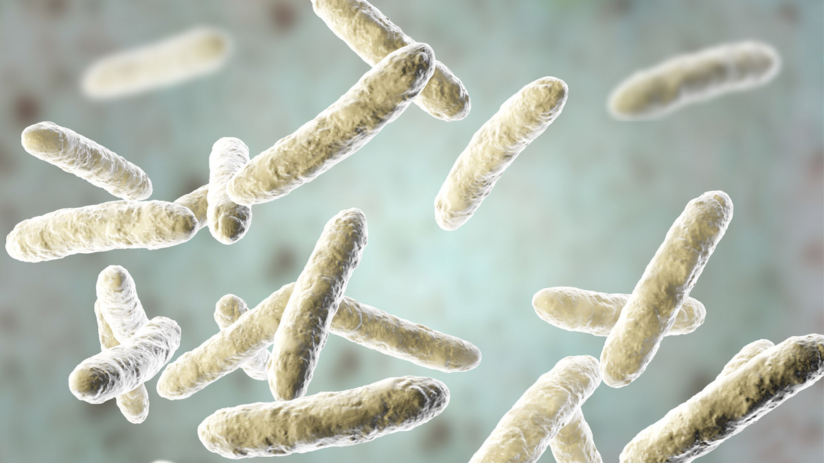 illustration bactéries probiotiques