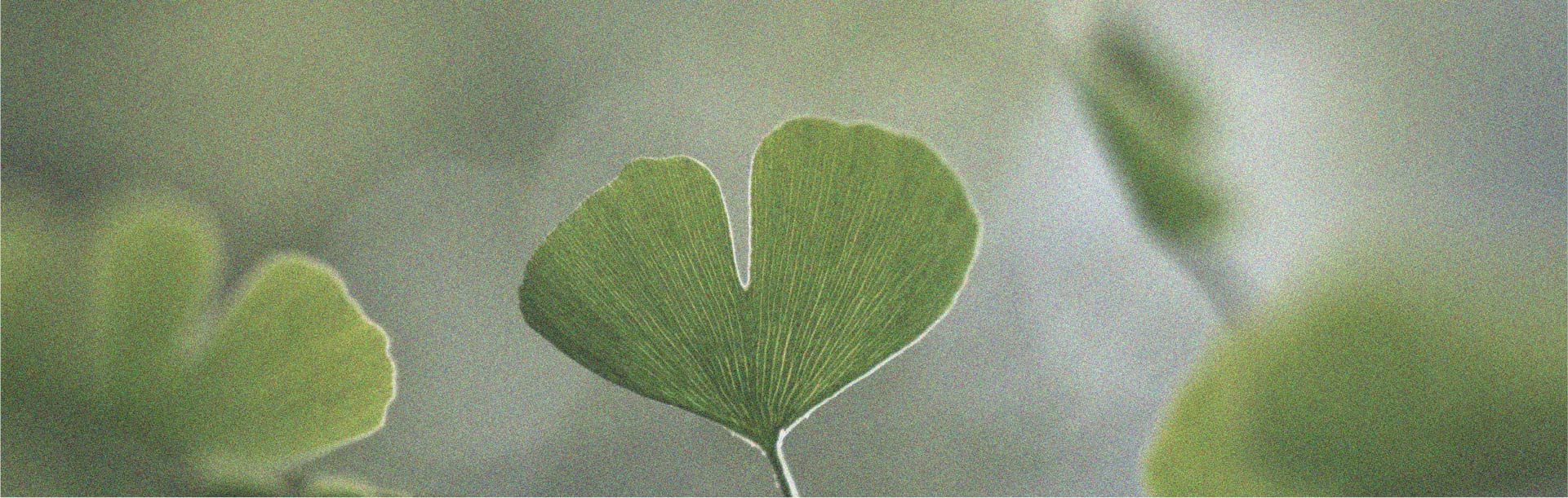 Präbiotika und ihr möglicher Zusammenhang mit der Kognition