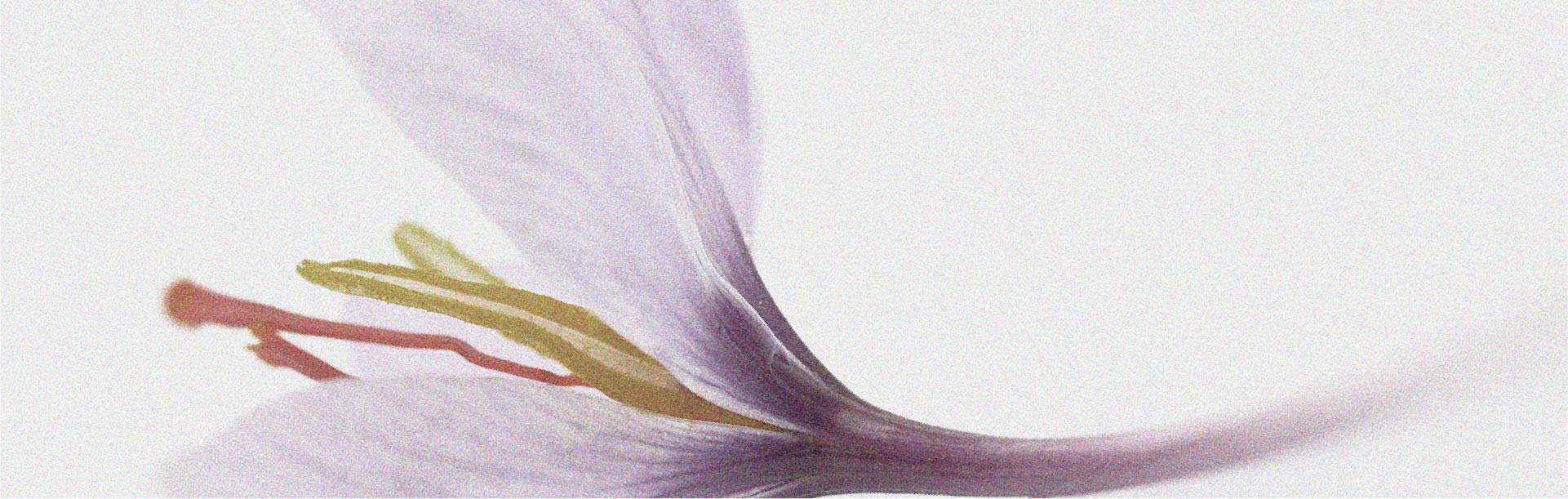 Um ensaio aleatorizado estuda a relação entre o açafrão e o bem-estar emocional