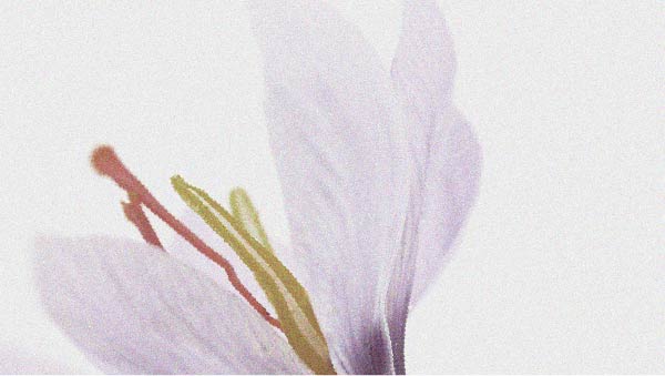 Um ensaio aleatorizado estuda a relação entre o açafrão e o bem-estar emocional