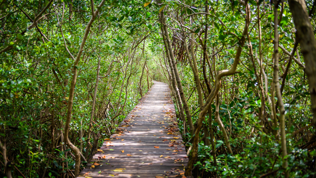 Foresta SuperSmart nella mangrovia