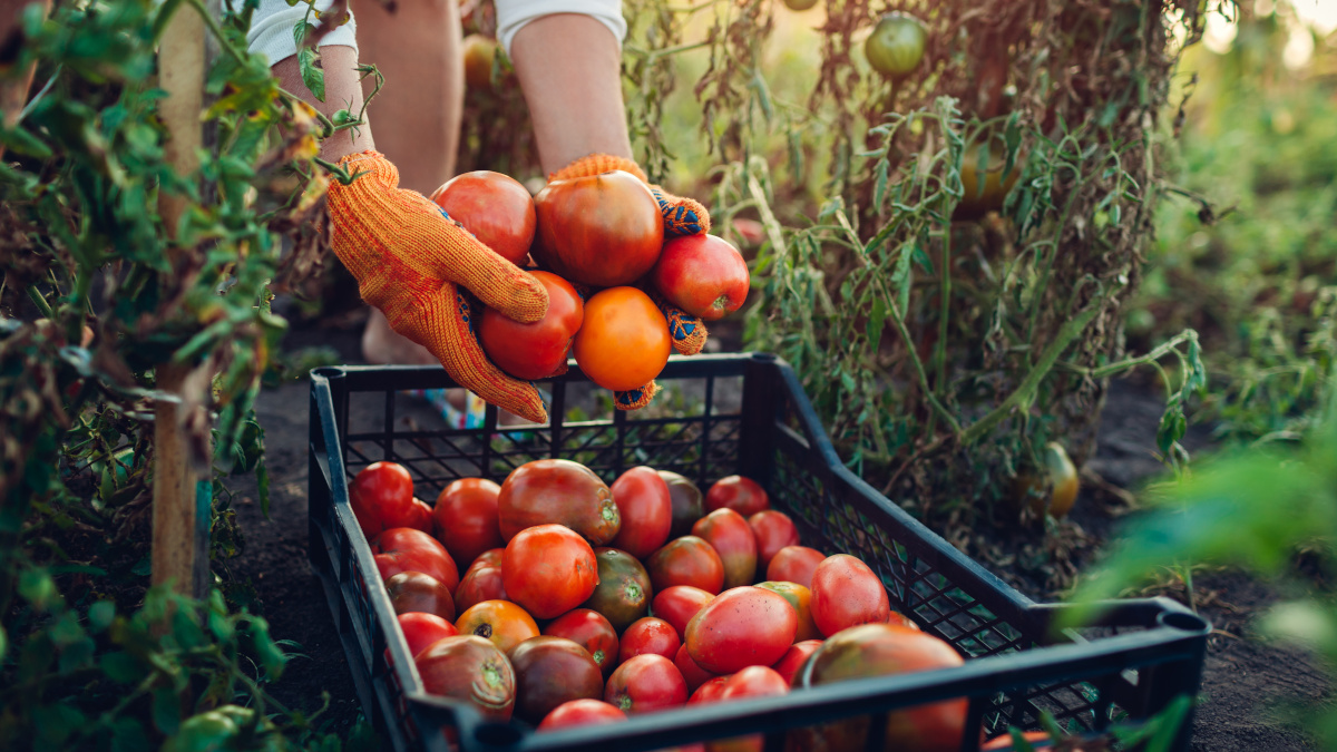 Zbieranie warzyw i owoców pochodzących z upraw organicznych