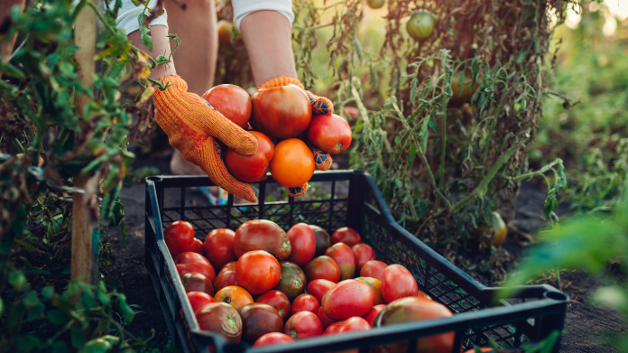 Cosecha de frutas y verduras ecológicas