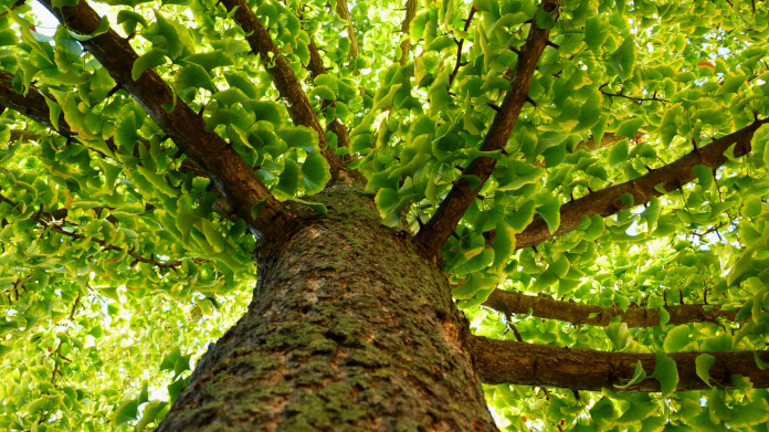 Trunk and leaves of the sacred tree Ginkgo biloba