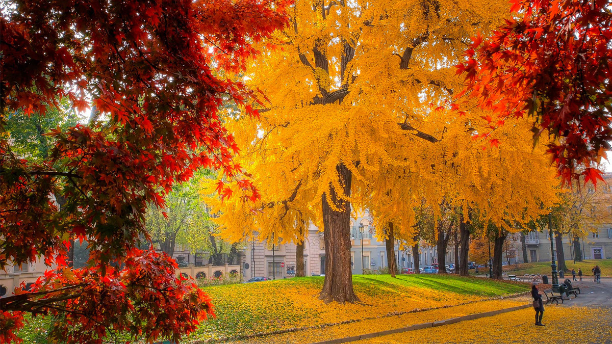 Ginkgo Biloba Vorteile Dosierung Und Legenden