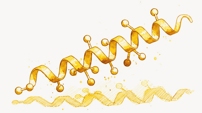 Il GLP-1 potrebbe aiutare a combattere il fegato grasso