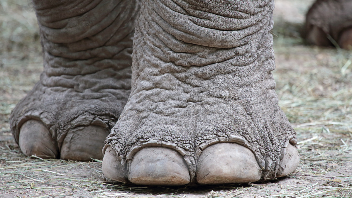 Stopy słonia symbolizujące zespół ciężkich nóg