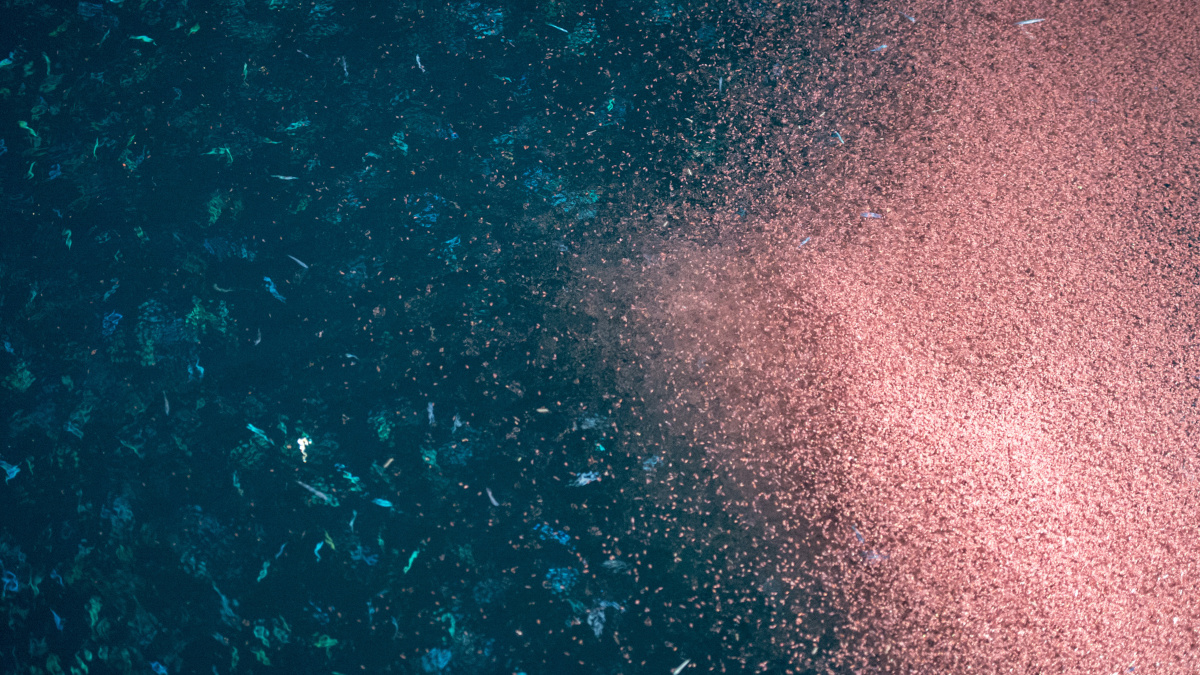 Shoal of krill rich in omega-3