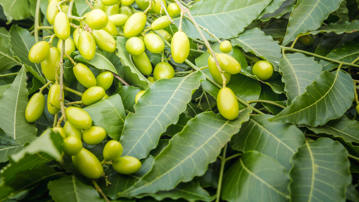 Frutos y hojas de la margosa o neem