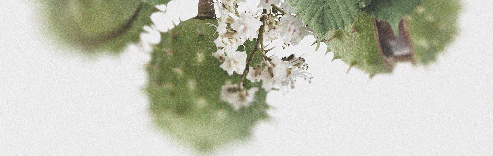 I possibili benefici dell’ippocastano per la circolazione