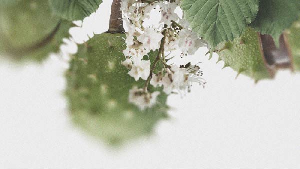 I possibili benefici dell’ippocastano per la circolazione