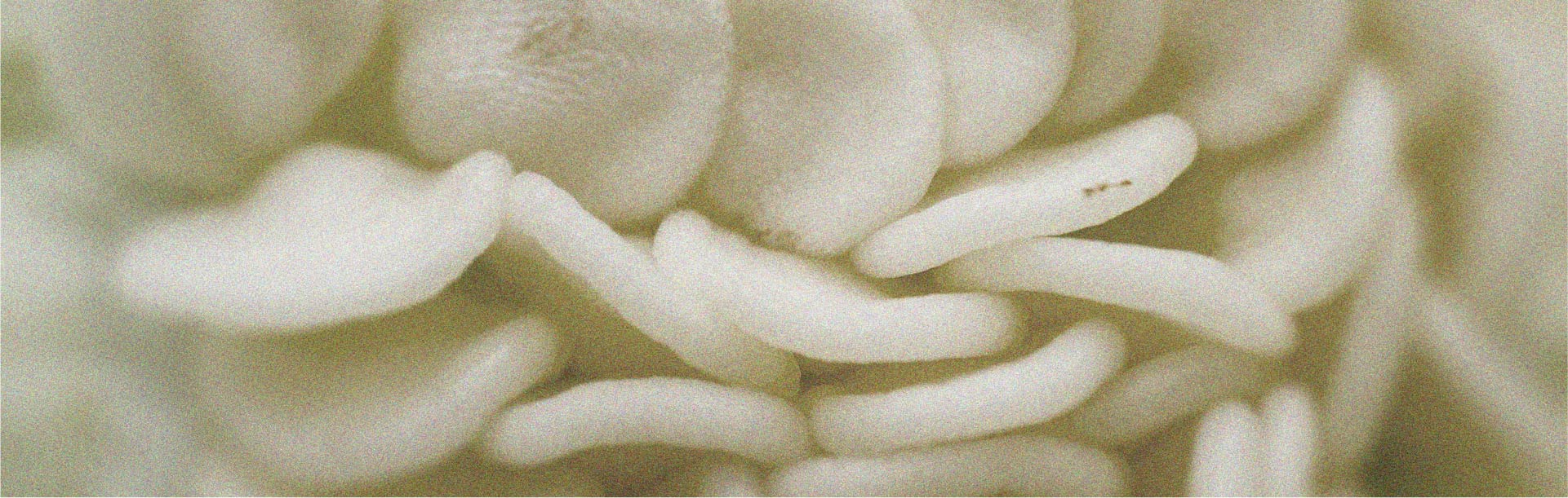 L’alimentation joue un rôle important dans la santé des cheveux