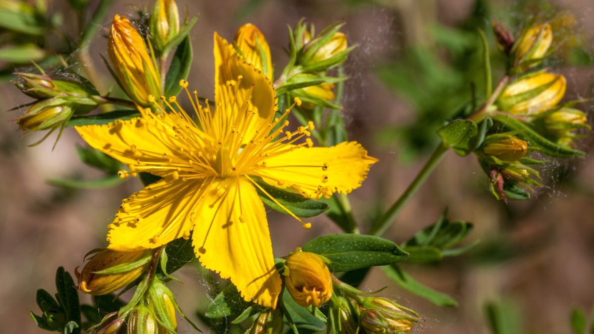 Fleur jaune du millepertuis ou Hypericum Perforatum