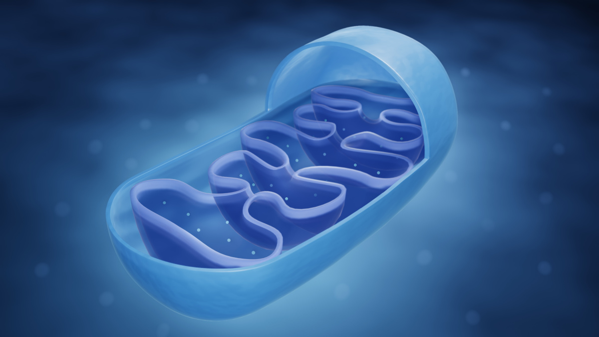 Mitochondrien in der Zelle