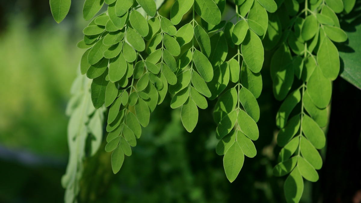 Propiedades de la moringa