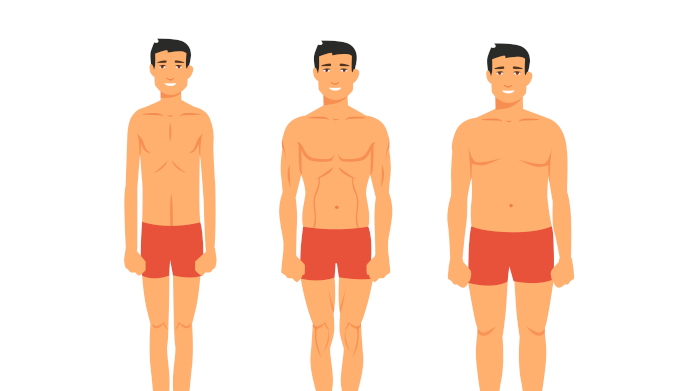 Ectomorf, endomorf, mesomorf 