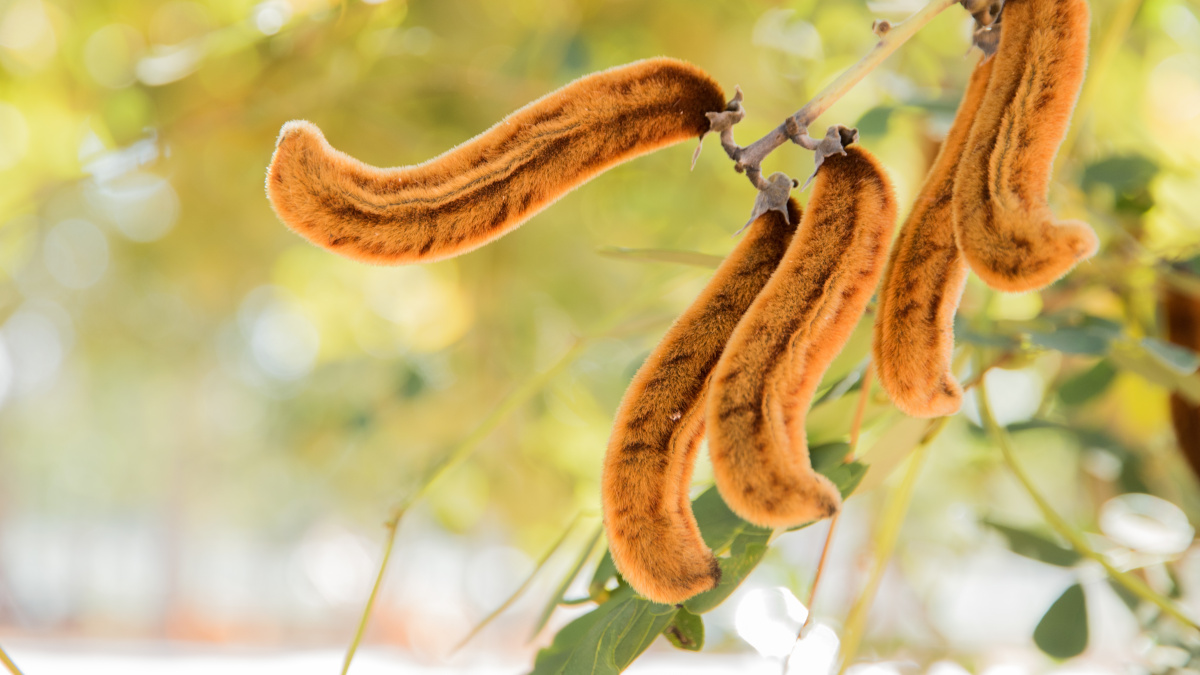 Vainas de grano de terciopelo llamado Mucuna pruriens