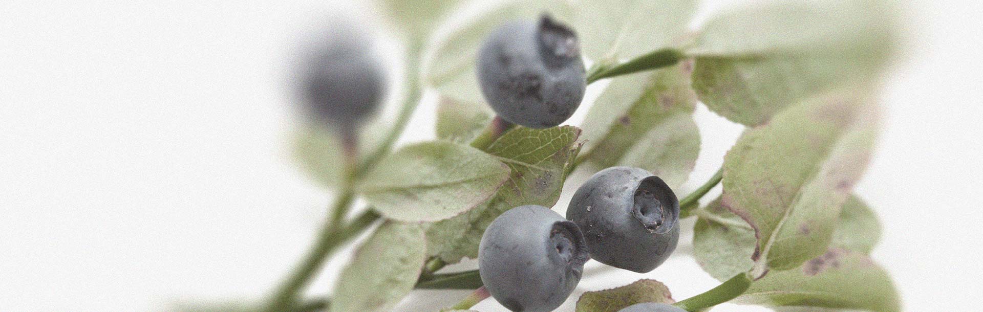 Les bienfaits potentiels de la myrtille pour la santé oculaire