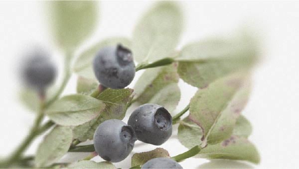 Les bienfaits potentiels de la myrtille pour la santé oculaire