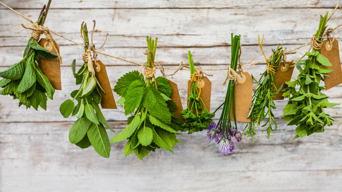 Aromatische en medicinale planten die hangen te drogen
