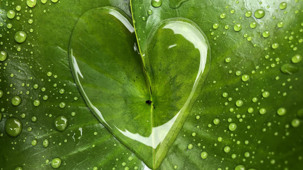 Heart shape on a plant