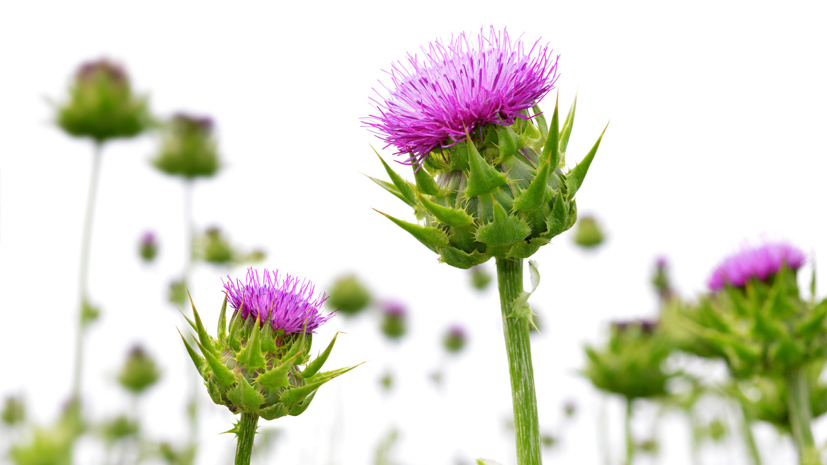 Cardo mariano (Silybum marianum), una planta medicinal con atractivas flores