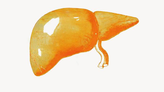 Die möglichen Vorteile von Polyphenolen für die Leber