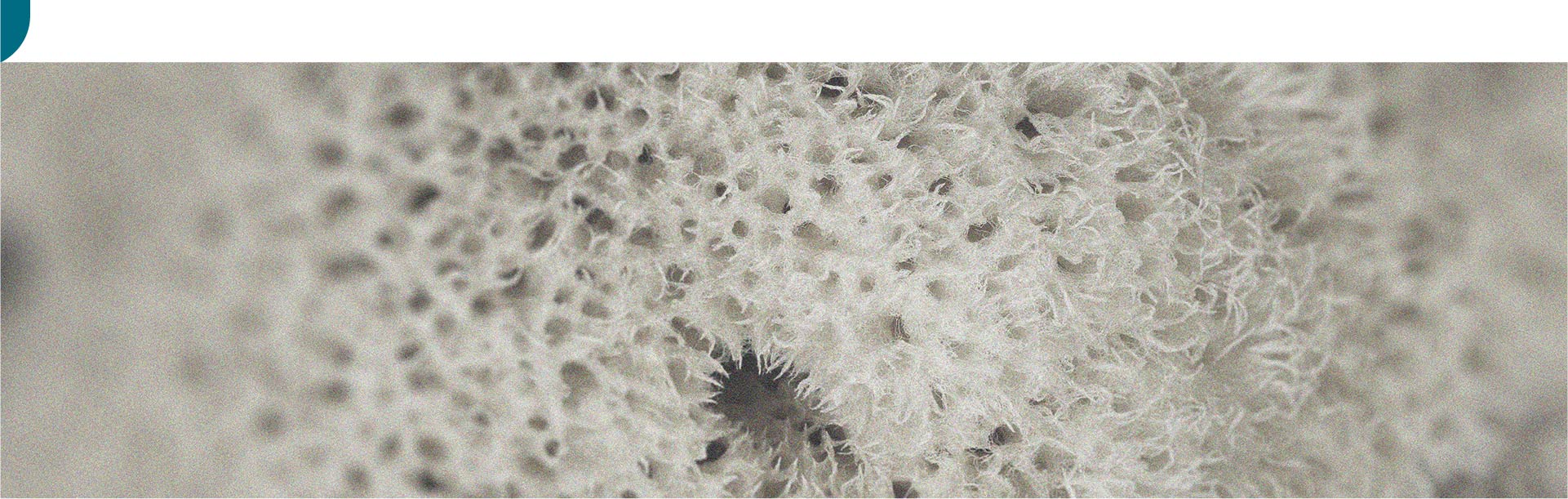 De specifieke werkzaamheid van gesporuleerde probiotica