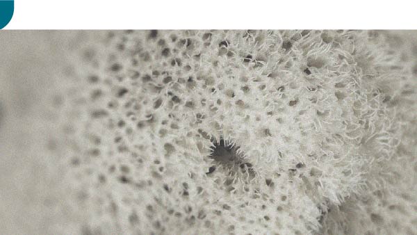 De specifieke werkzaamheid van gesporuleerde probiotica