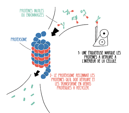 The proteasome is a very useful cell shredder in a healthy cell