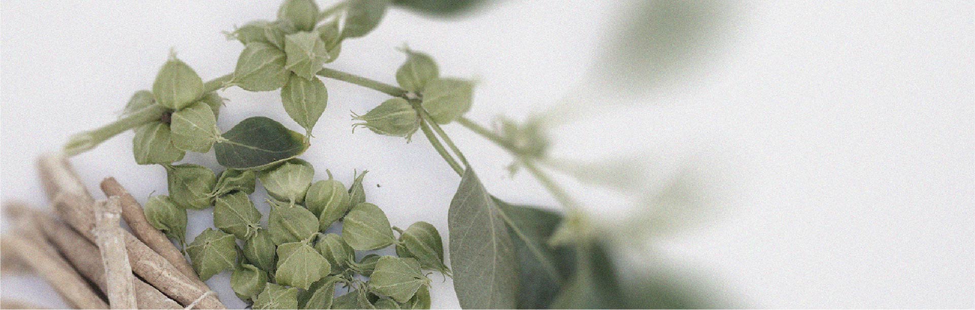 A ashwagandha pode ter efeitos diferentes dependendo de quando é tomada