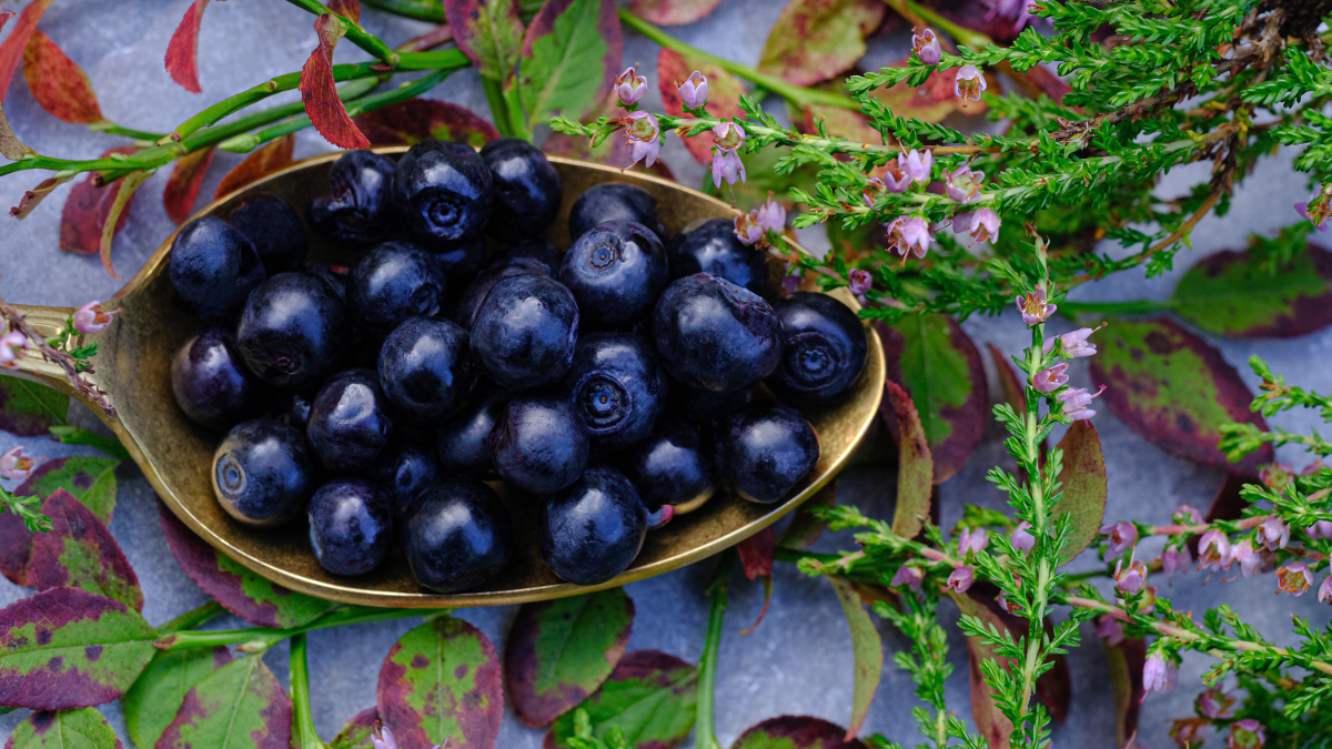 A spoonful of wild blueberries surrounded by plants and flowers.